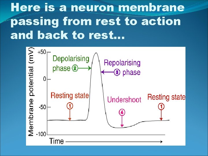 Here is a neuron membrane passing from rest to action and back to rest…