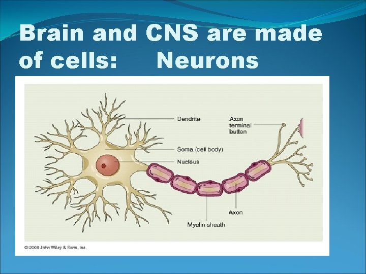 Brain and CNS are made of cells: Neurons 