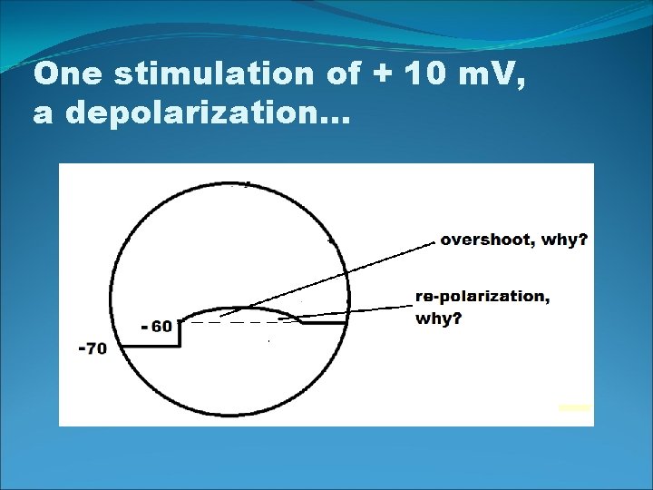 One stimulation of + 10 m. V, a depolarization… 