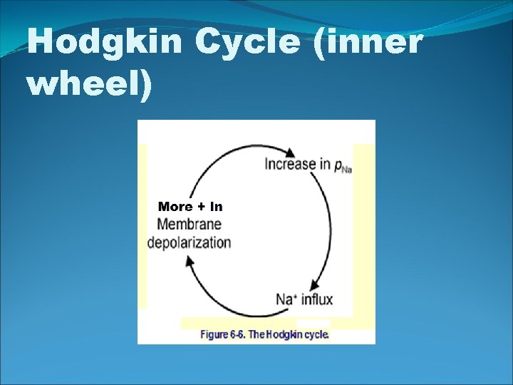 Hodgkin Cycle (inner wheel) 