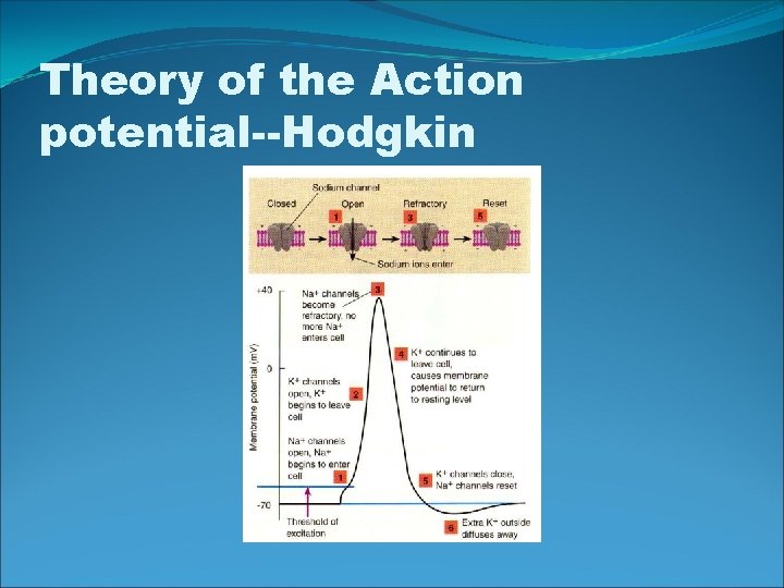 Theory of the Action potential--Hodgkin 