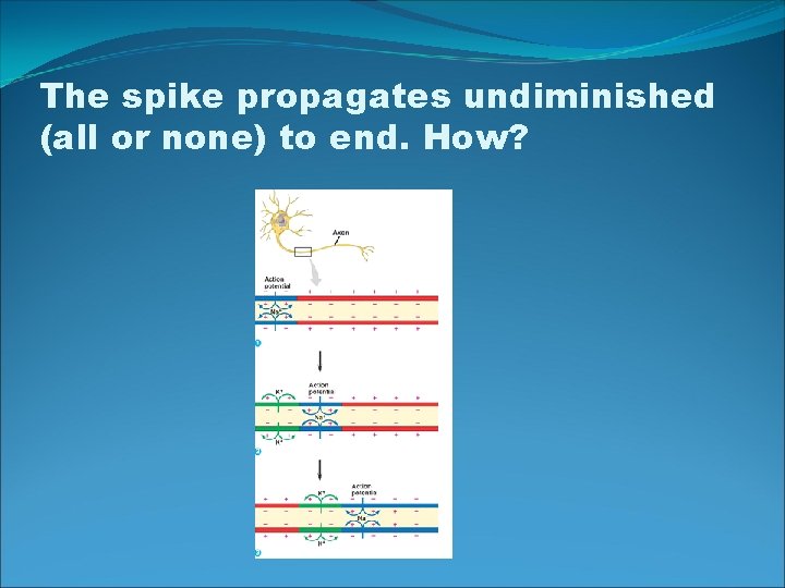 The spike propagates undiminished (all or none) to end. How? 