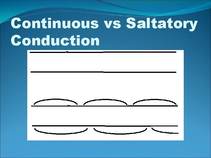 Continuous vs Saltatory Conduction 