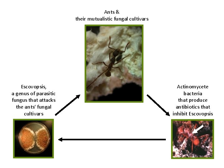 Ants & their mutualistic fungal cultivars Escovopsis, a genus of parasitic fungus that attacks