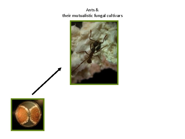 Ants & their mutualistic fungal cultivars 