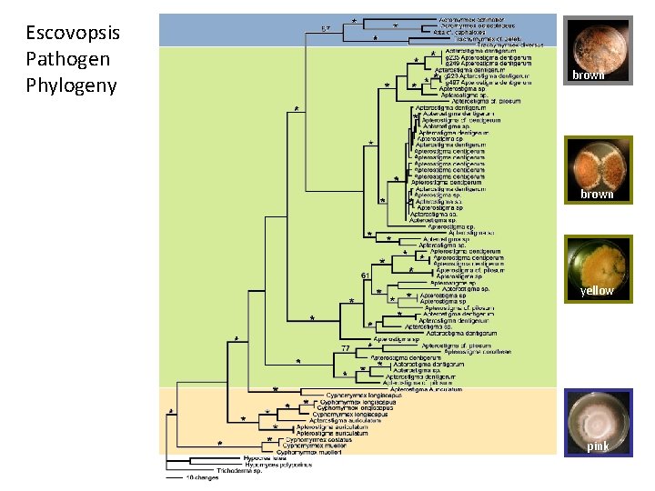 Escovopsis Pathogen Phylogeny brown yellow pink 