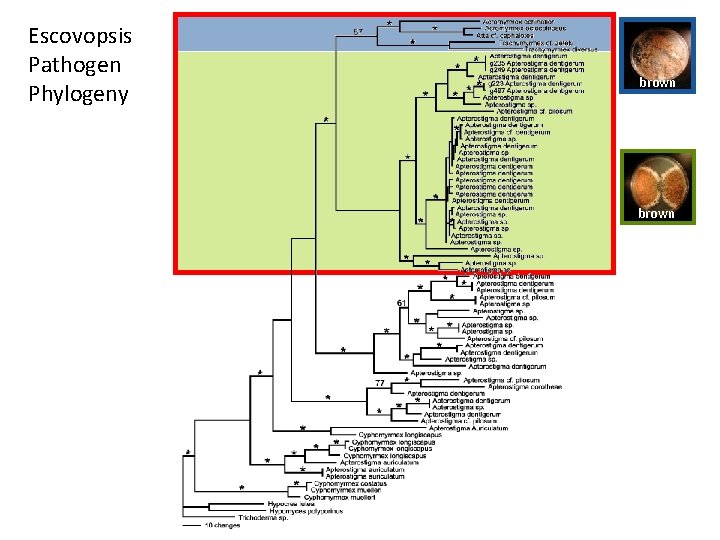 Escovopsis Pathogen Phylogeny brown pink 