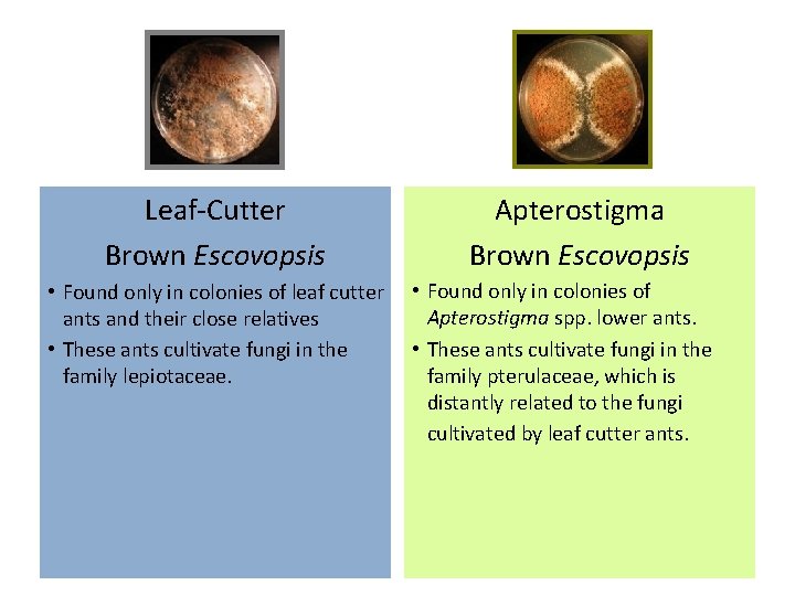 Leaf-Cutter Brown Escovopsis • Found only in colonies of leaf cutter ants and their