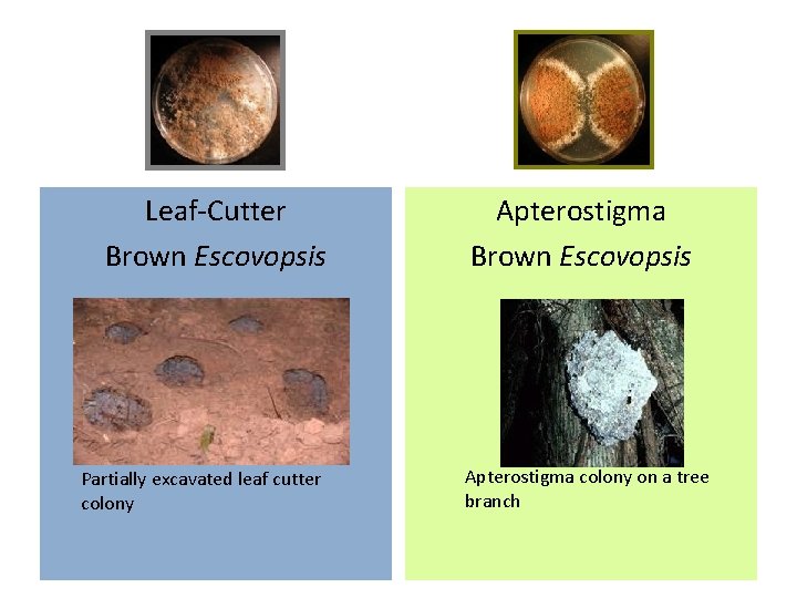Leaf-Cutter Brown Escovopsis Partially excavated leaf cutter colony Apterostigma Brown Escovopsis Apterostigma colony on