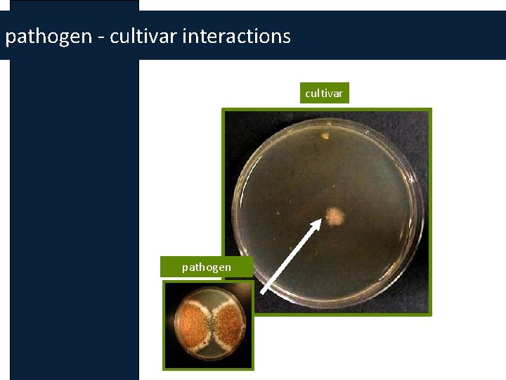 pathogen - cultivar interactions cultivar pathogen 