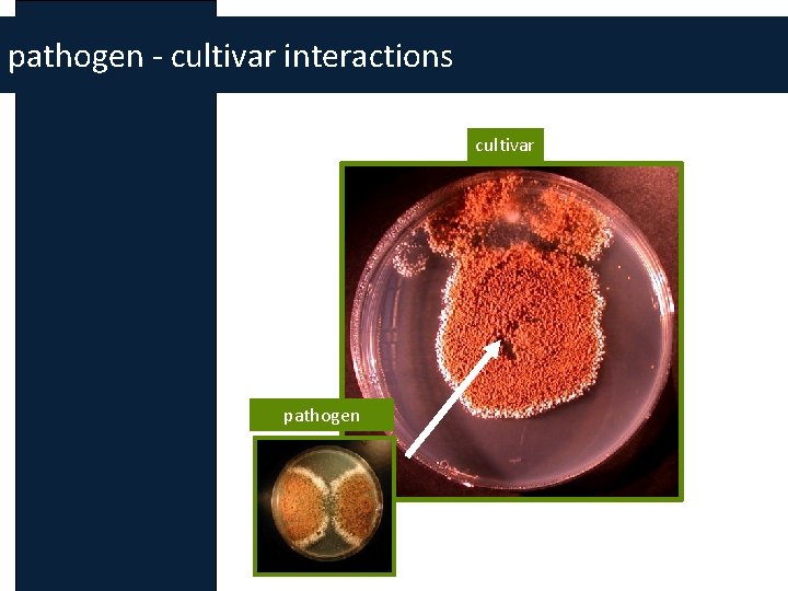 pathogen - cultivar interactions cultivar pathogen 