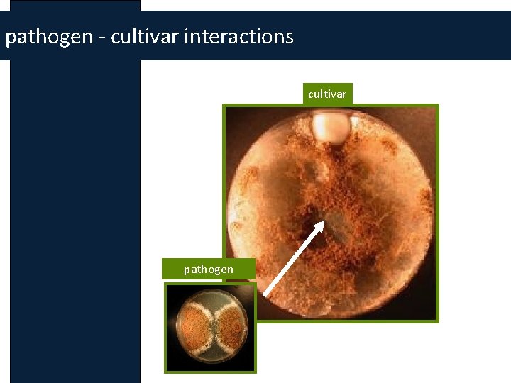 pathogen - cultivar interactions cultivar pathogen 
