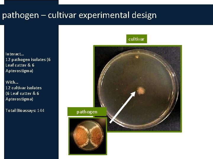 pathogen – cultivar experimental design cultivar Interact… 12 pathogen isolates (6 Leaf cutter &