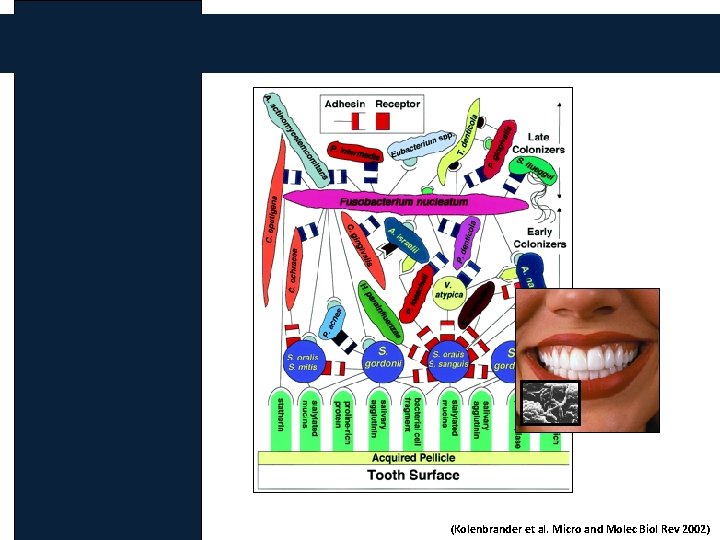 (Kolenbrander et al. Micro and Molec Biol Rev 2002) 