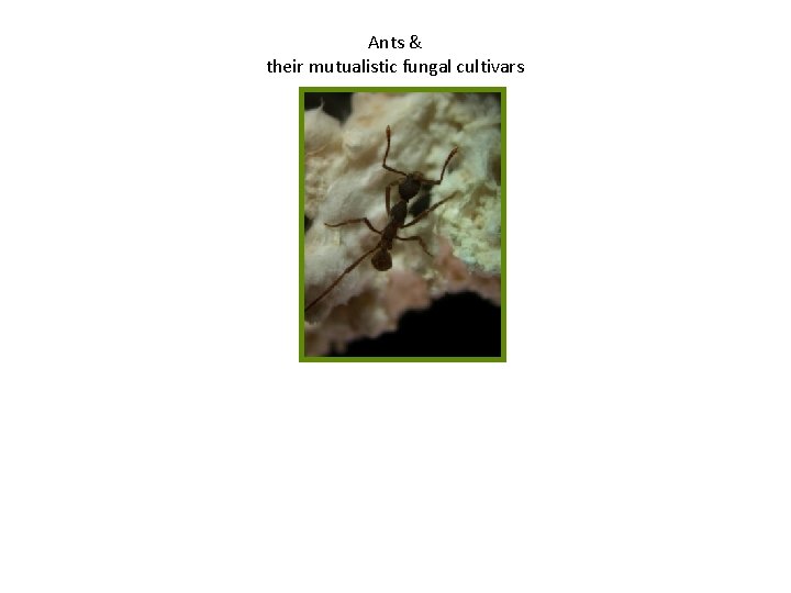 Ants & their mutualistic fungal cultivars 