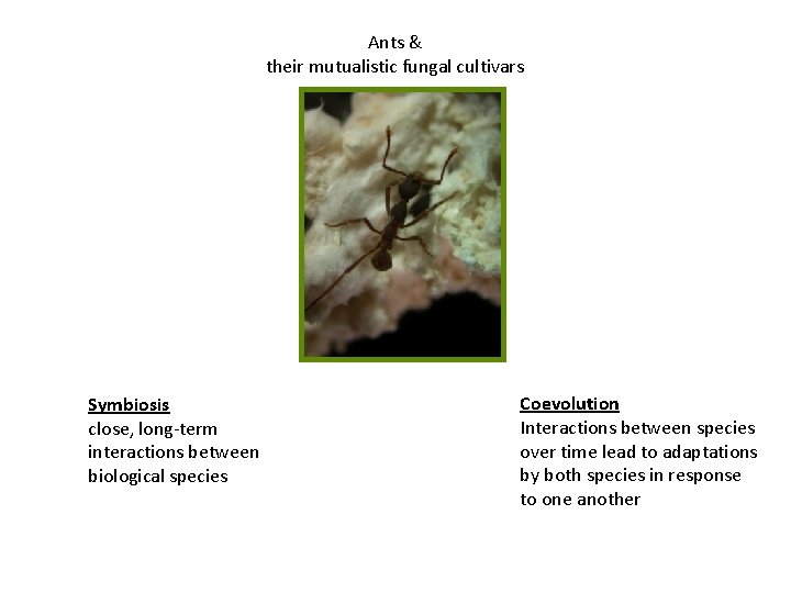 Ants & their mutualistic fungal cultivars Symbiosis close, long-term interactions between biological species Coevolution