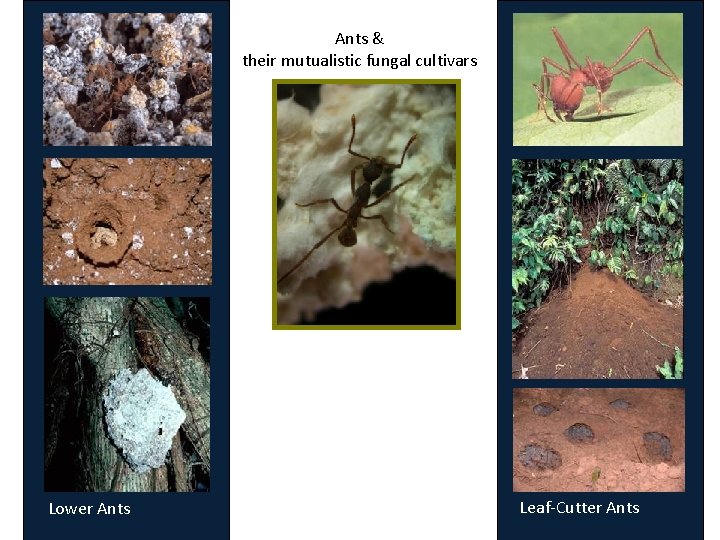 Ants & their mutualistic fungal cultivars Lower Ants Leaf-Cutter Ants 