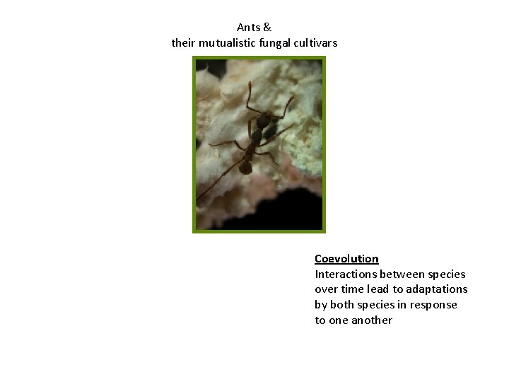 Ants & their mutualistic fungal cultivars Coevolution Interactions between species over time lead to