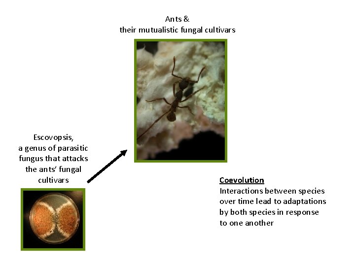 Ants & their mutualistic fungal cultivars Escovopsis, a genus of parasitic fungus that attacks