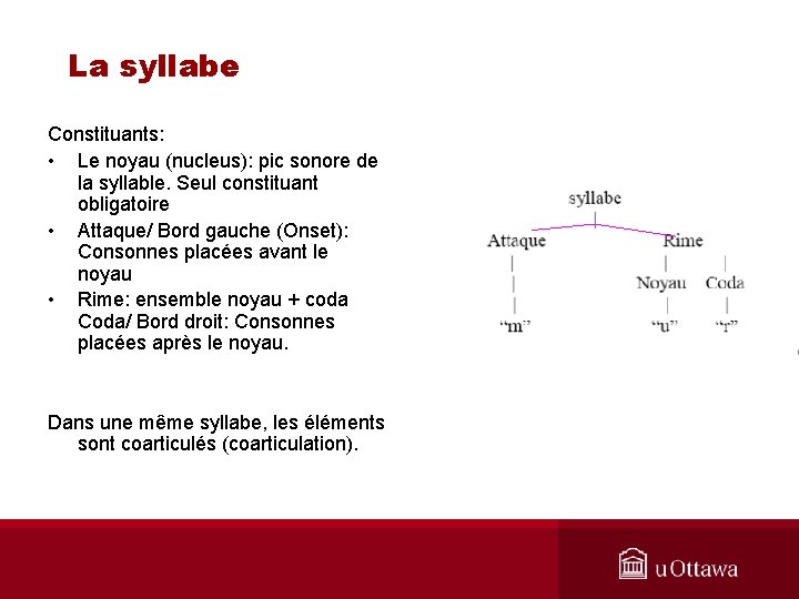 La syllabe Constituants: • Le noyau (nucleus): pic sonore de la syllable. Seul constituant