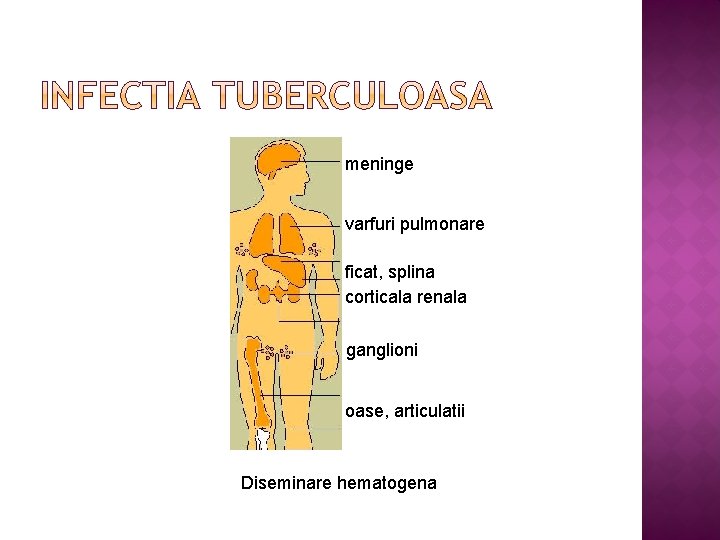 meninge varfuri pulmonare ficat, splina corticala renala ganglioni oase, articulatii Diseminare hematogena 