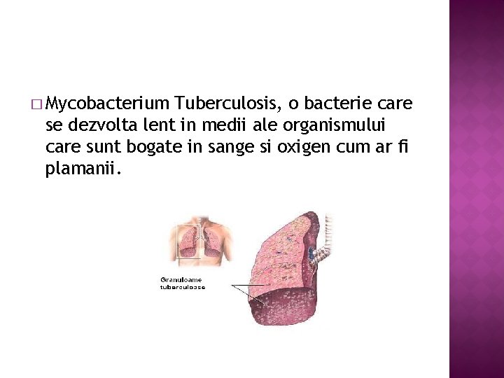 � Mycobacterium Tuberculosis, o bacterie care se dezvolta lent in medii ale organismului care