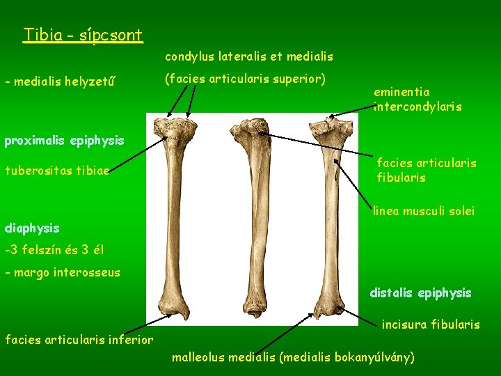 Tibia - sípcsont condylus lateralis et medialis - medialis helyzetű (facies articularis superior) eminentia