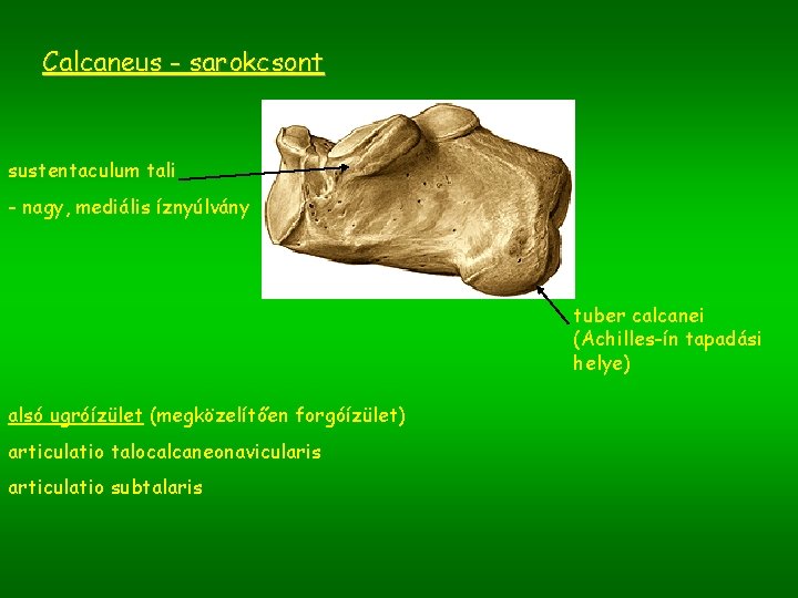 Calcaneus - sarokcsont sustentaculum tali - nagy, mediális íznyúlvány tuber calcanei (Achilles-ín tapadási helye)