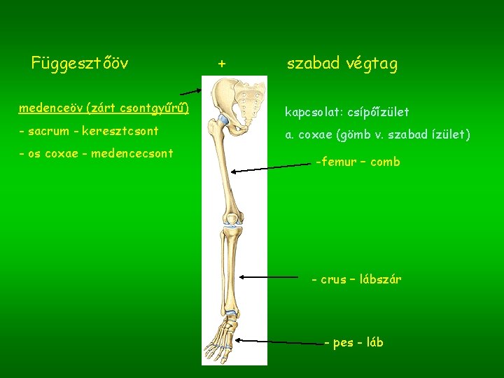 Függesztőöv + szabad végtag medenceöv (zárt csontgyűrű) kapcsolat: csípőízület - sacrum - keresztcsont a.