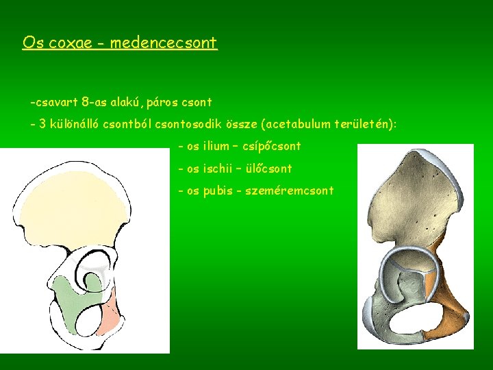 Os coxae - medencecsont -csavart 8 -as alakú, páros csont - 3 különálló csontból