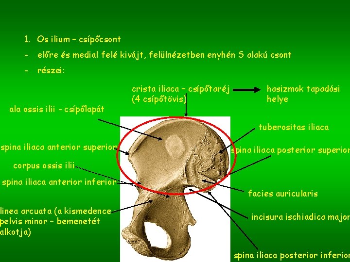 1. Os ilium – csípőcsont - előre és medial felé kivájt, felülnézetben enyhén S