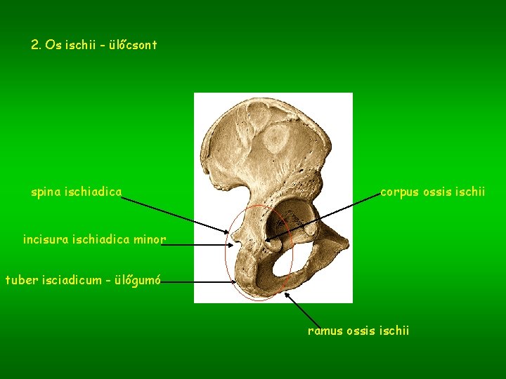 2. Os ischii - ülőcsont spina ischiadica corpus ossis ischii incisura ischiadica minor tuber