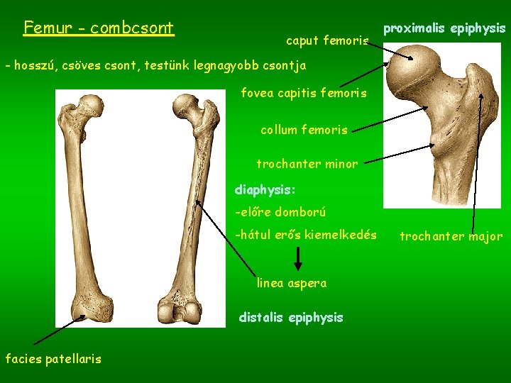 Femur - combcsont caput femoris proximalis epiphysis - hosszú, csöves csont, testünk legnagyobb csontja