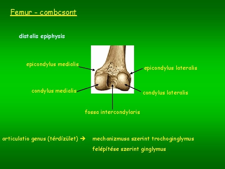 Femur - combcsont distalis epiphysis epicondylus medialis epicondylus lateralis condylus medialis condylus lateralis fossa