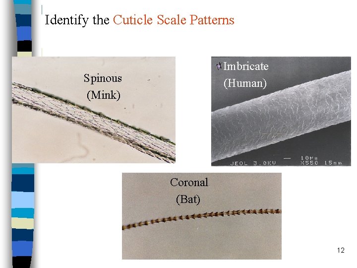 Identify the Cuticle Scale Patterns Imbricate (Human) Spinous (Mink) Coronal (Bat) 12 Identify the Cuticle Scale Patterns Imbricate (Human) Spinous (Mink) Coronal (Bat) 12