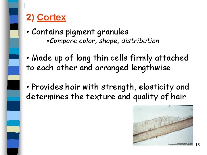 2) Cortex • Contains pigment granules • Compare color, shape, distribution • Made up 2) Cortex • Contains pigment granules • Compare color, shape, distribution • Made up