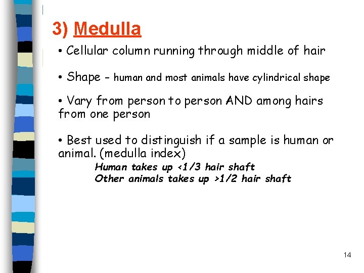 3) Medulla • Cellular column running through middle of hair • Shape - human 3) Medulla • Cellular column running through middle of hair • Shape - human