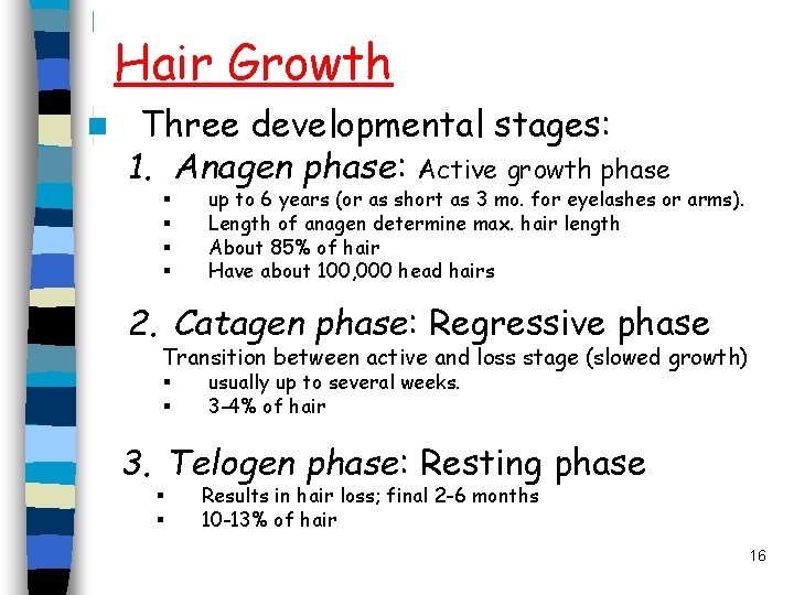 Hair Growth n Three developmental stages: 1. Anagen phase: Active growth phase § § Hair Growth n Three developmental stages: 1. Anagen phase: Active growth phase § §