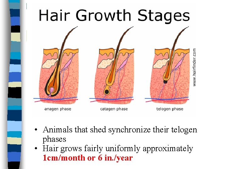 • Animals that shed synchronize their telogen phases • Hair grows fairly uniformly • Animals that shed synchronize their telogen phases • Hair grows fairly uniformly