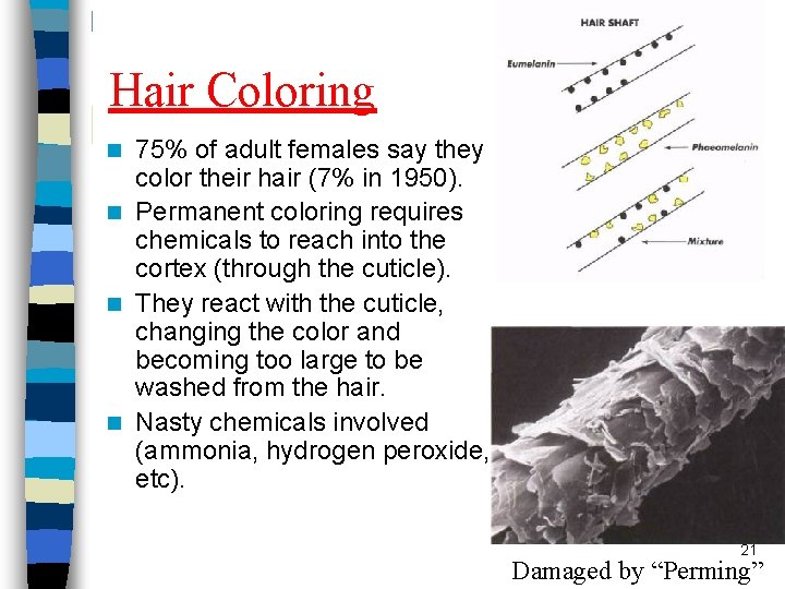 Hair Coloring 75% of adult females say they color their hair (7% in 1950). Hair Coloring 75% of adult females say they color their hair (7% in 1950).