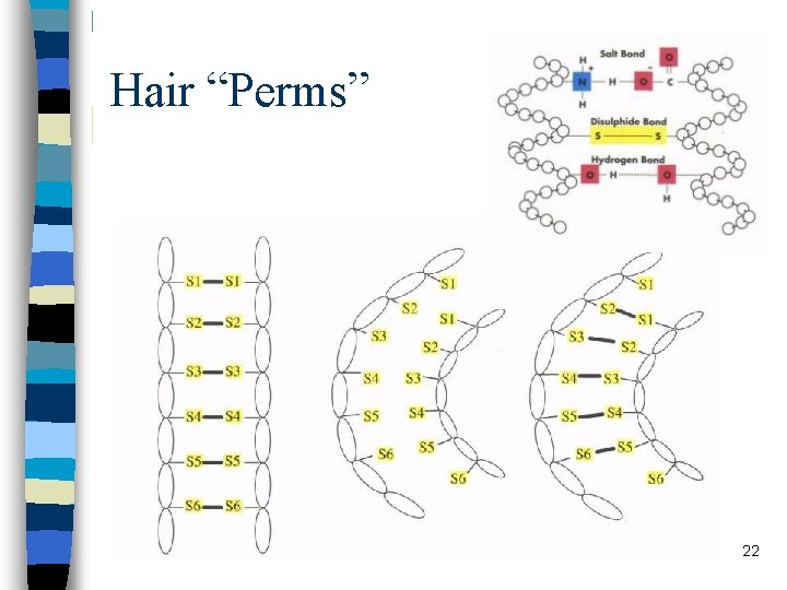 Hair “Perms” 22 Hair “Perms” 22