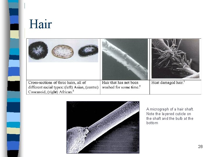 Hair A micrograph of a hair shaft. Note the layered cuticle on the shaft Hair A micrograph of a hair shaft. Note the layered cuticle on the shaft