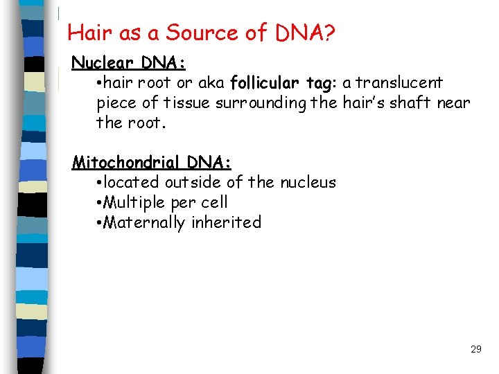 Hair as a Source of DNA? Nuclear DNA: • hair root or aka follicular Hair as a Source of DNA? Nuclear DNA: • hair root or aka follicular