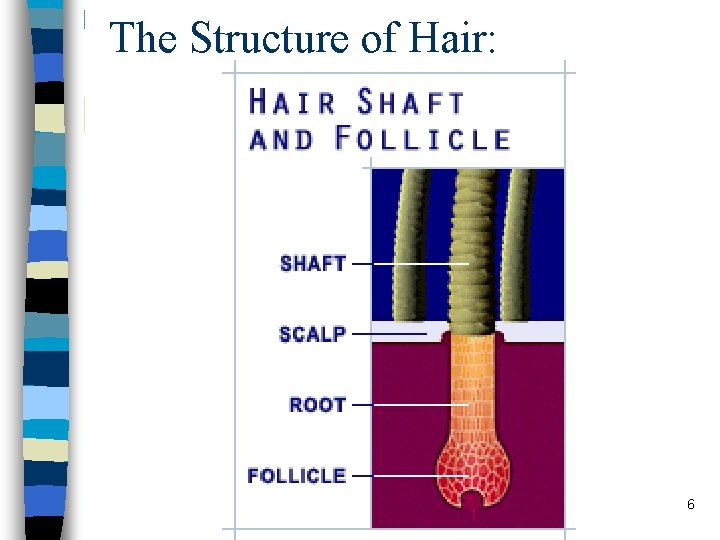 The Structure of Hair: 6 The Structure of Hair: 6