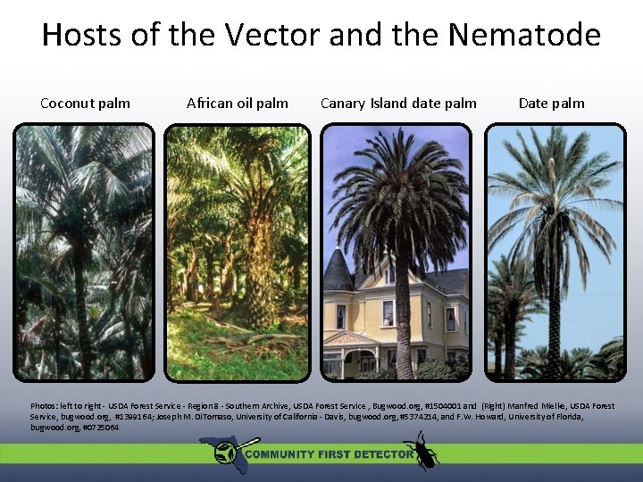 Hosts of the Vector and the Nematode Coconut palm African oil palm Canary Island