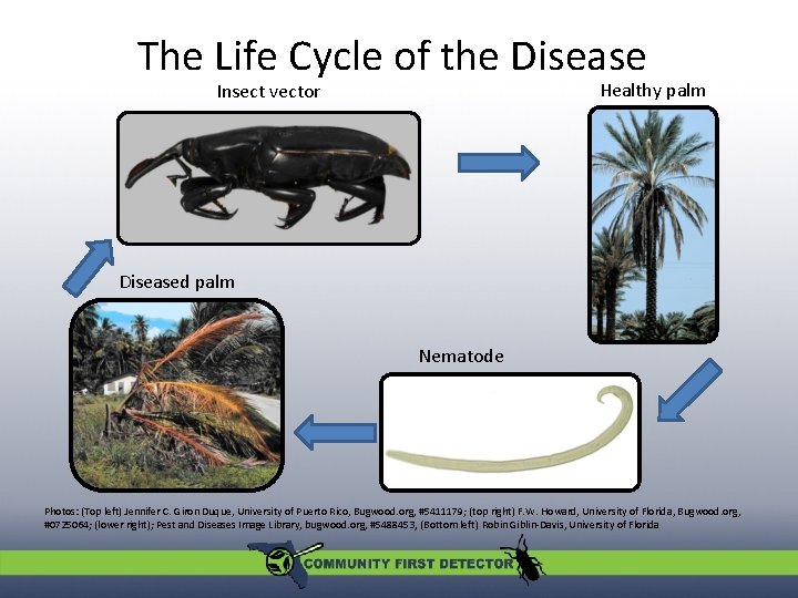 The Life Cycle of the Disease Healthy palm Insect vector Diseased palm Nematode Photos: