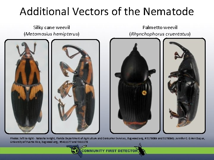 Additional Vectors of the Nematode Silky cane weevil (Metamasius hemipterus) Palmetto weevil (Rhynchophorus cruentatus)