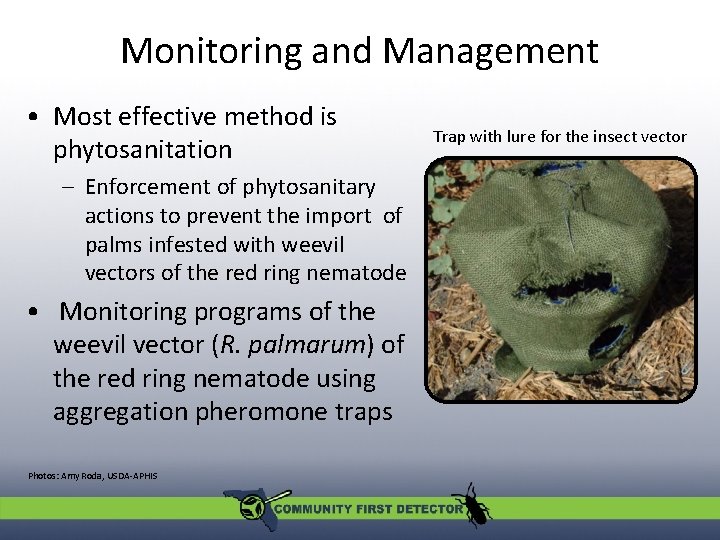 Monitoring and Management • Most effective method is phytosanitation – Enforcement of phytosanitary actions
