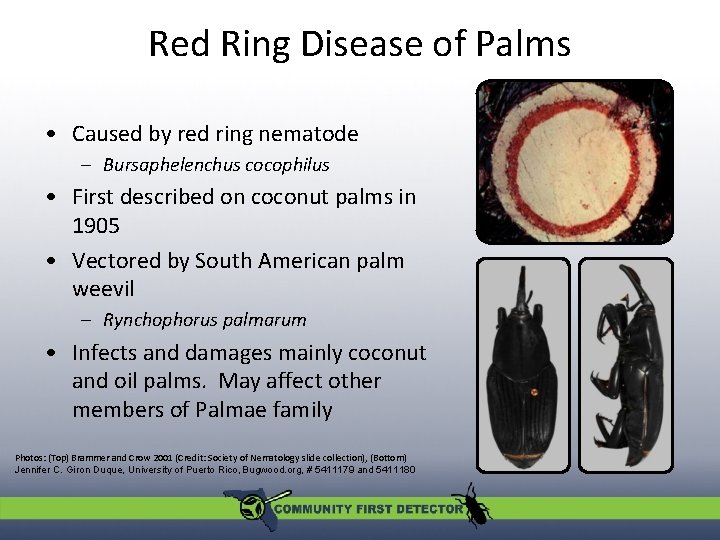 Red Ring Disease of Palms • Caused by red ring nematode – Bursaphelenchus cocophilus