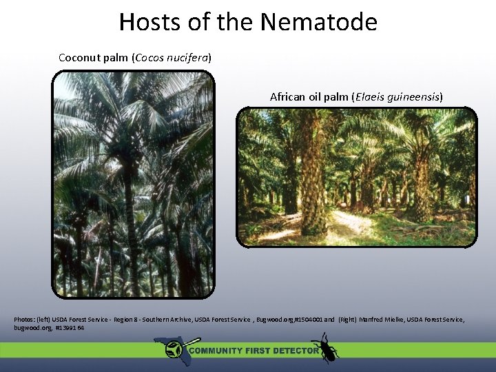 Hosts of the Nematode Coconut palm (Cocos nucifera) African oil palm (Elaeis guineensis) Photos: